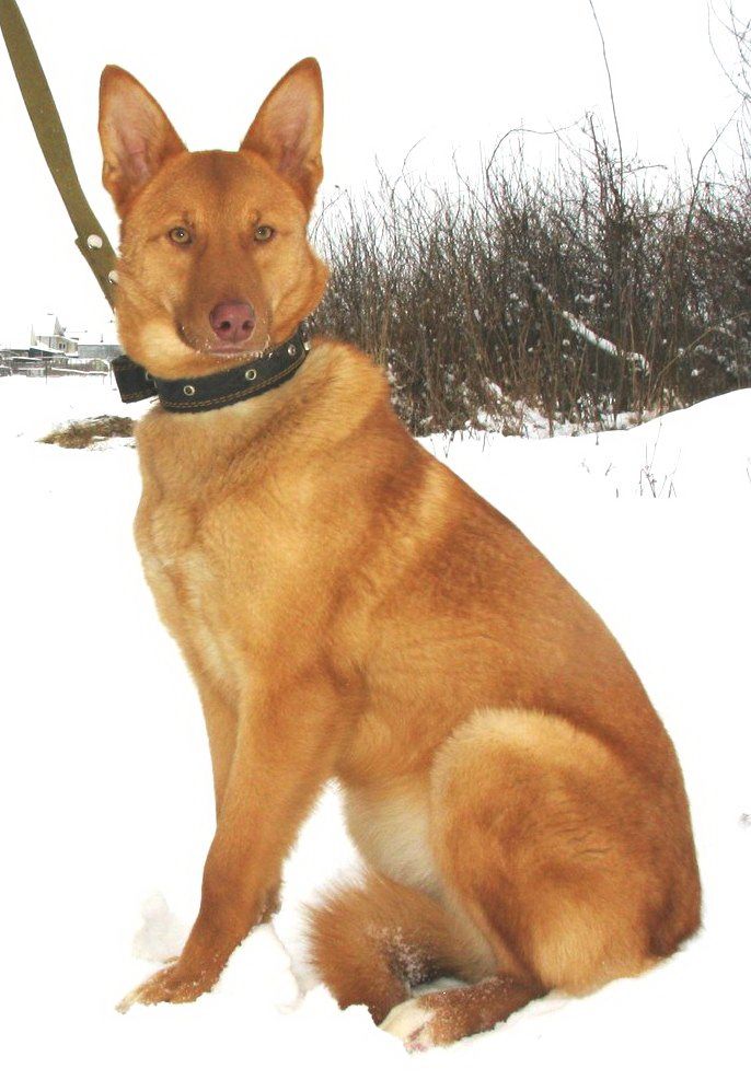 Снежка.jpg