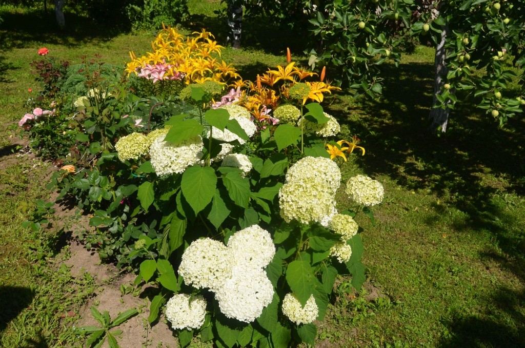 Гортензии и розы любимые цветы Ларисы Вячеславовны. Гортензии и розы любимые цветы Ларисы Вячеславовны.jpg