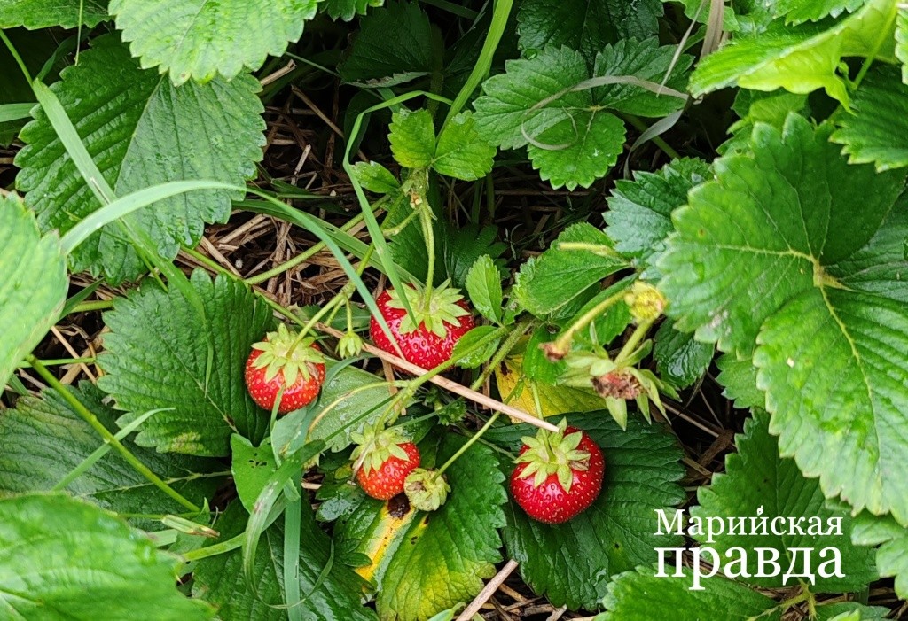 Поздний сорт - ягоды не такие крупные, но сладкие 1.jpg
