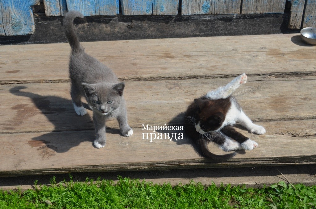 Кошка втихушку принесла потомство..jpg