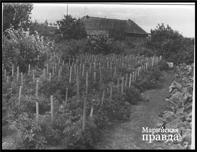 Детдомовский огород..png