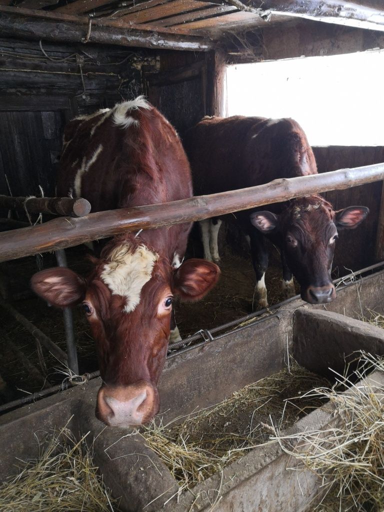 Эти рыжие красавицы - коровы редкой в наших краях айрширской породы.jpg