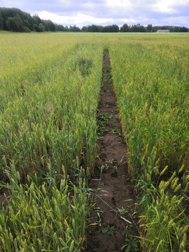 Все поле сортоучастка состоит из таких вот грядок-делянок.jpg