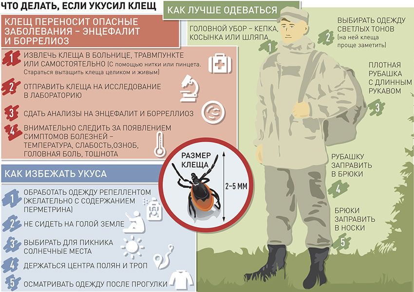 Инфографика Авторы инфографики: Антон Переплетчиков/ Иван Пышечкин "Российская газета".