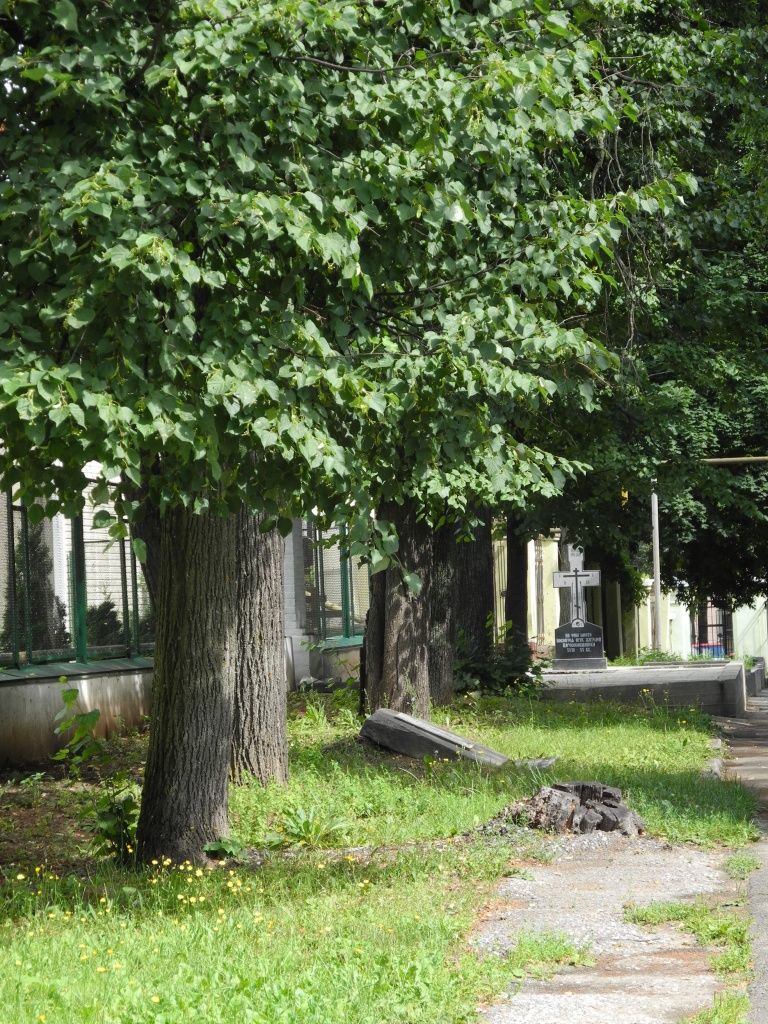 Получилась аллея памяти. (Фото Натальи Кулишовой).