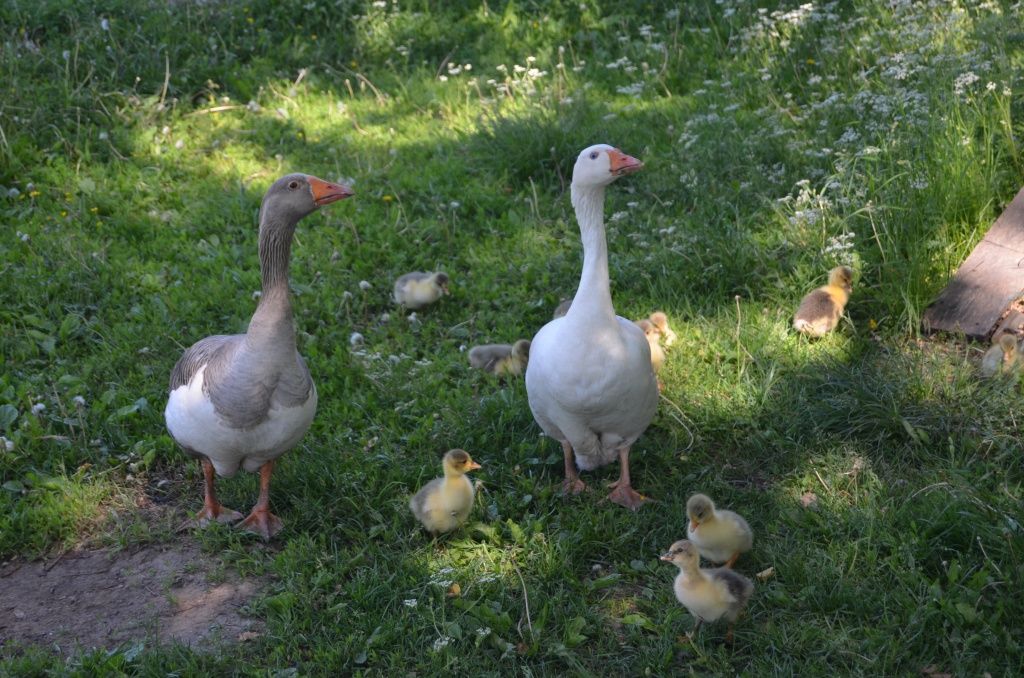 Семья и сейчас держит разнообразную живность.JPG