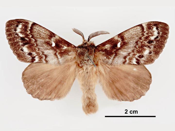 Dendrolimus_superans_sibirica_male_dorsal.jpg Dendrolimus_superans_sibirica_male_dorsal.jpg