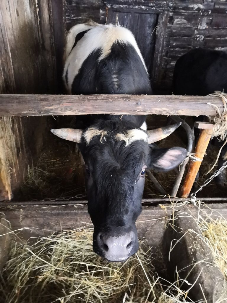 У быка Мишки есть персональные преференции.jpg