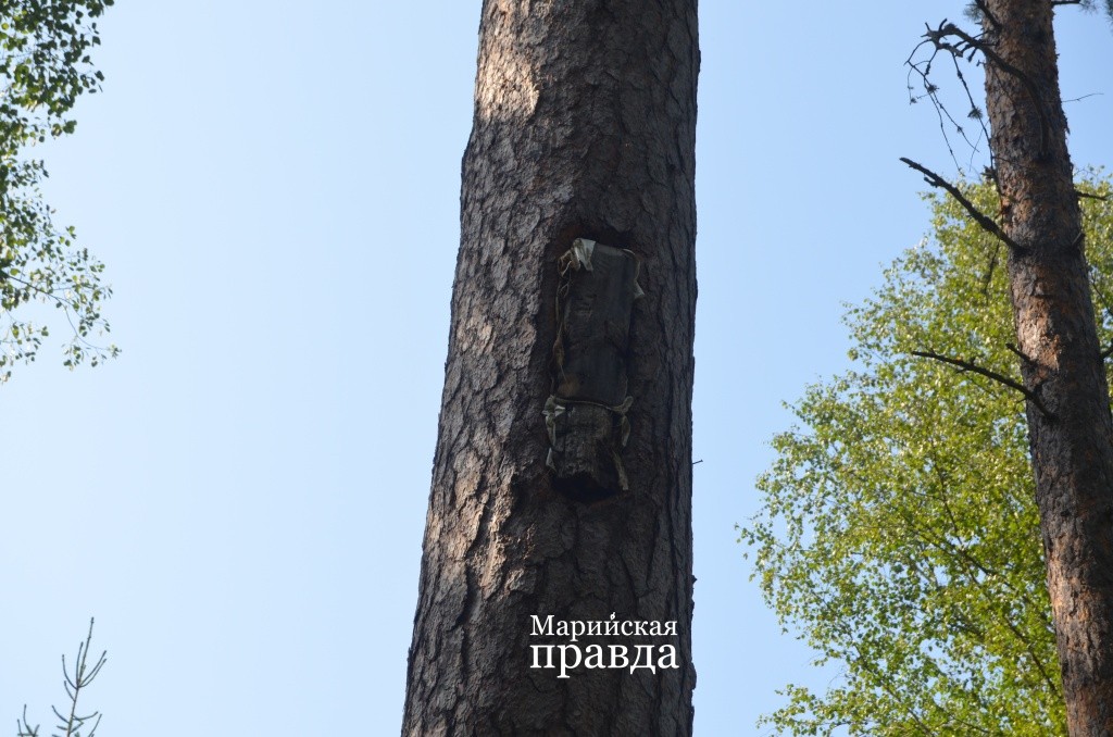 Так выглядит должея, которая закрывает вход в борть от непрошенных гостей вроде куницы..jpg