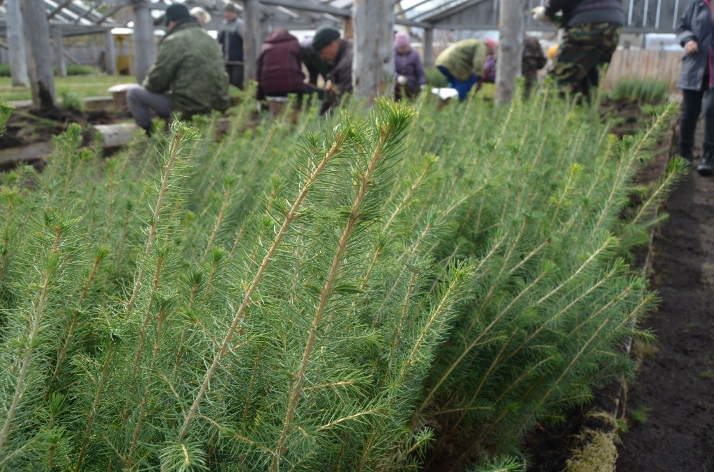 Вот так шикарно смотрятся выращенные в питомнике двухлетние елочки.jpg