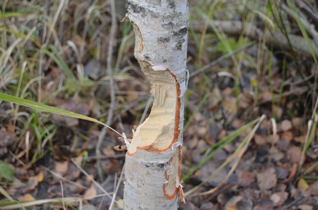 А вот к таким черным лесорубам претензий не предъявишь.JPG