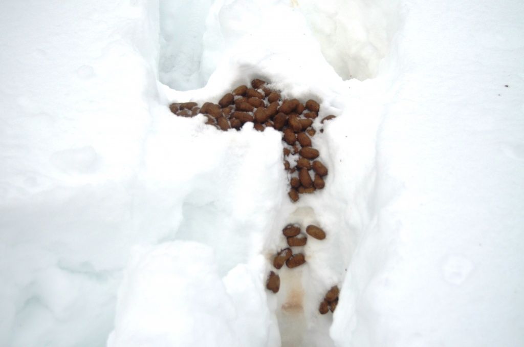 Тут сохатый справил нужду по большому.JPG