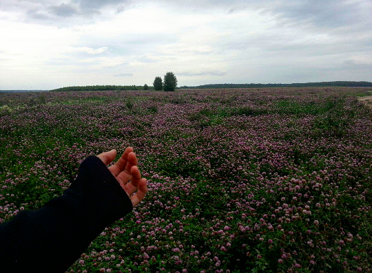 17:00 Огромное фиолетовое поле, полностью засеянное клевером.