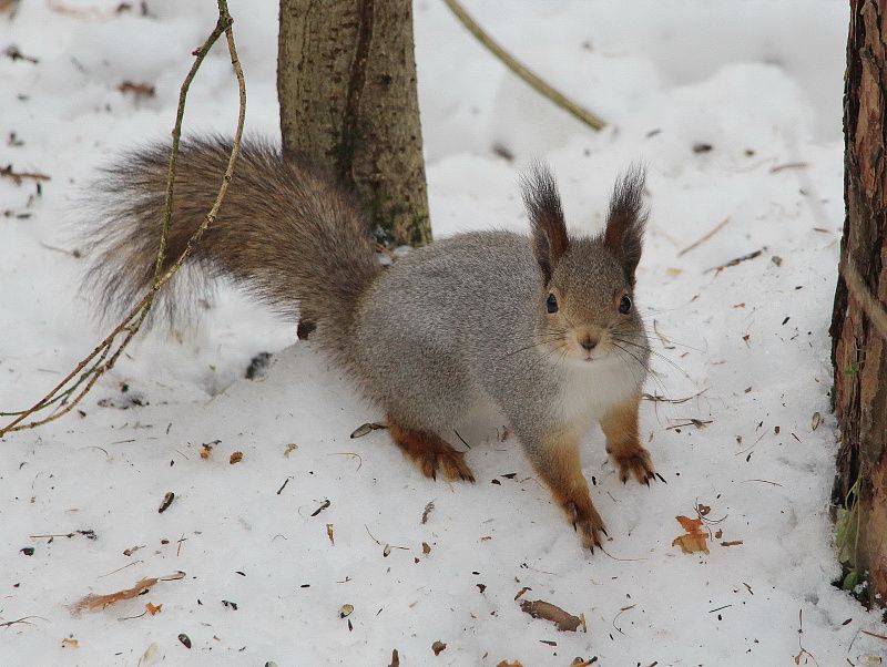 яяяяяяяяяяч (2).JPG