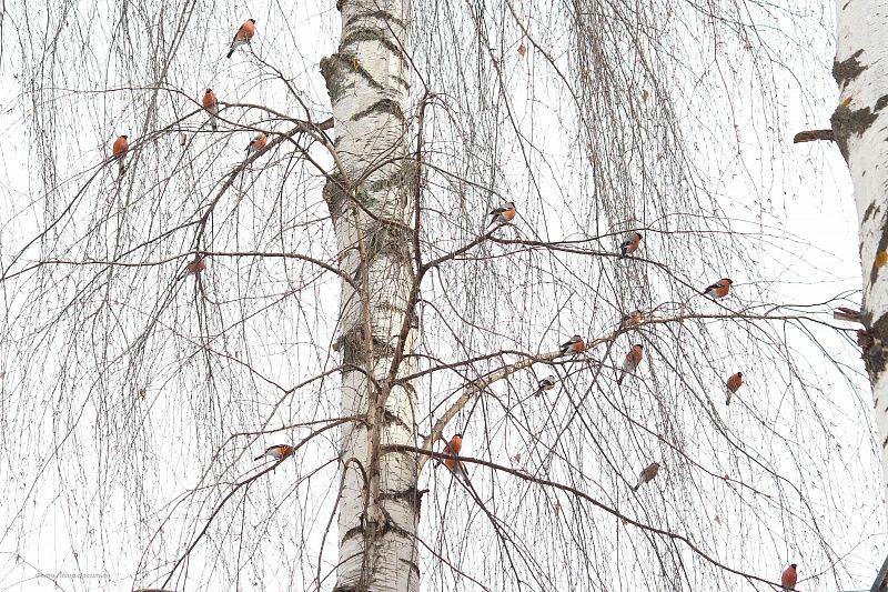 яяяяяяяяяяяяяя (1).JPG