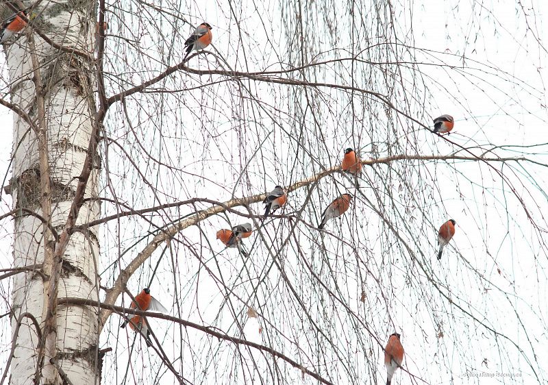 яяяяяяяяяяяяяя (2).JPG