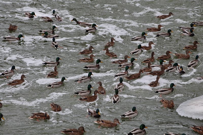 яяяяяяяяяяяяяяяя (3).JPG