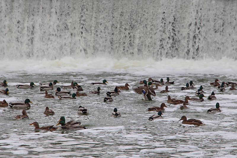 яяяяяяяяяяяяяяяя (5).JPG