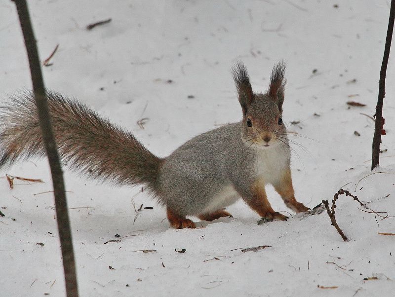 яяяяяяяяяяч (1).JPG