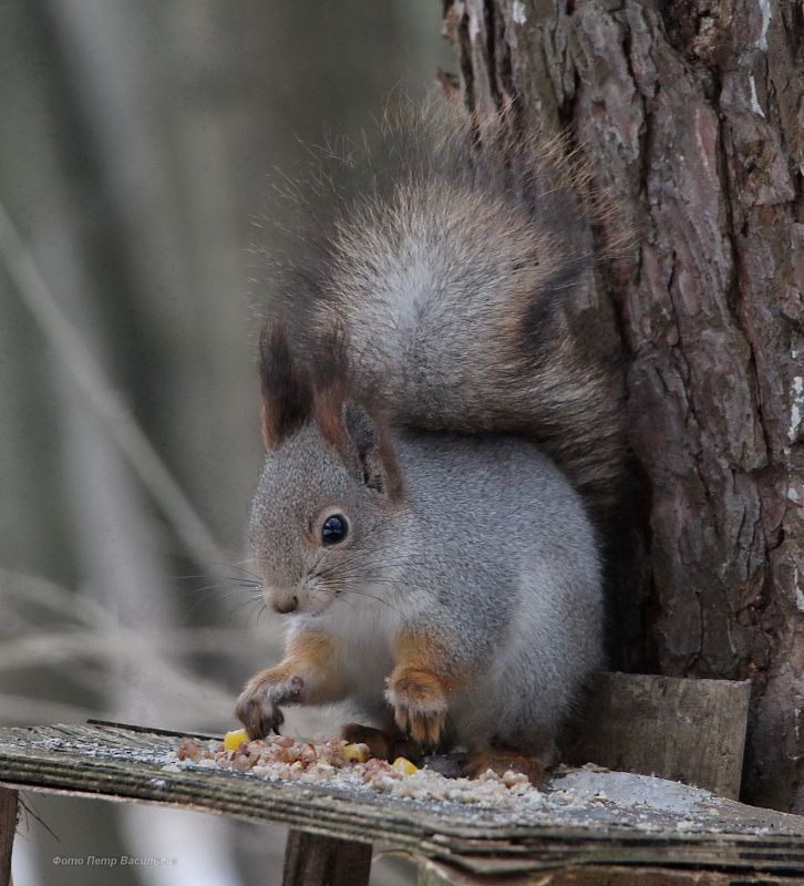 яяяяяяяяяяч (5).JPG